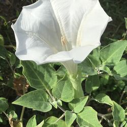 Moon Flower Plants 