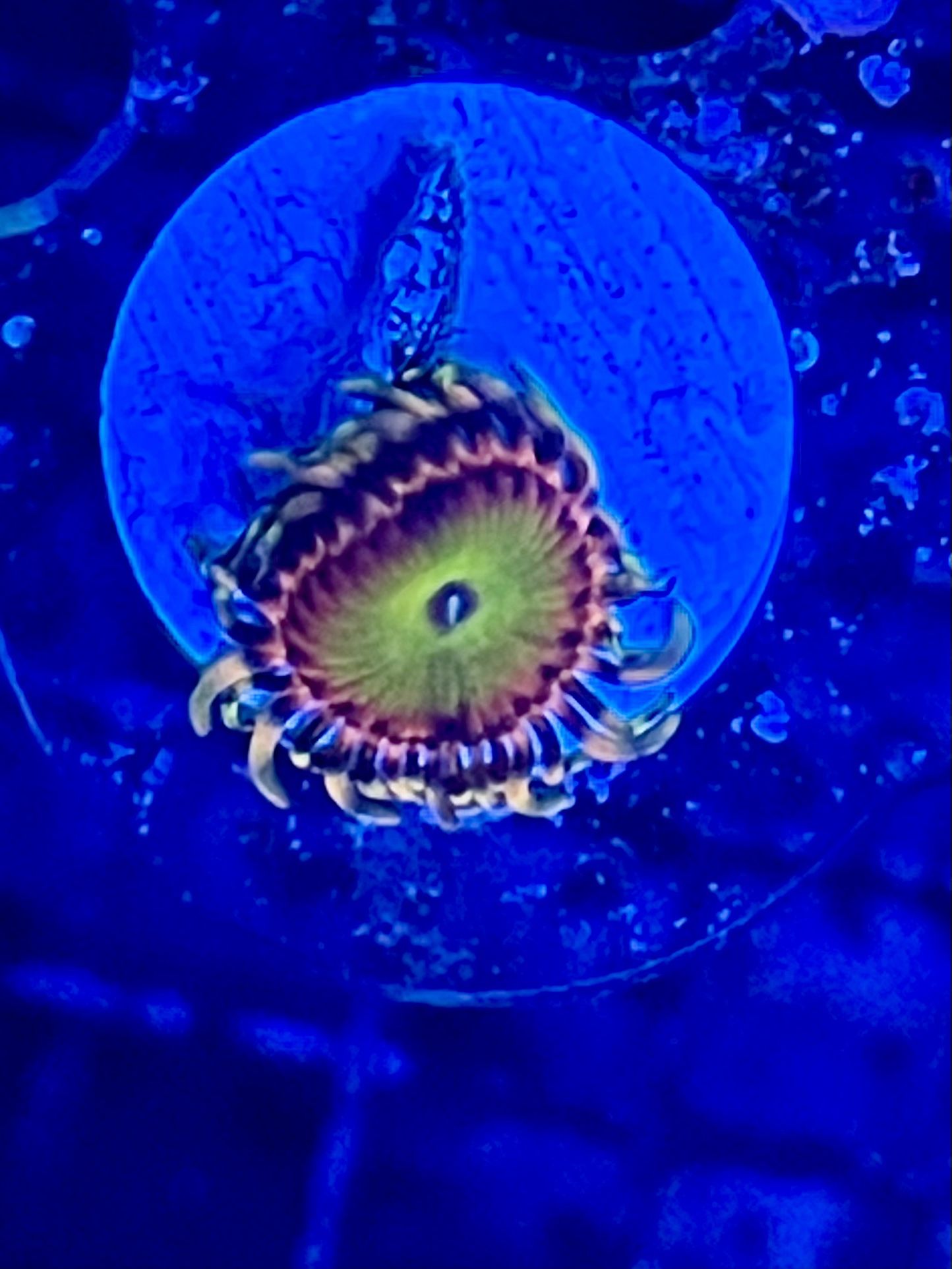 Aquarium Decor Rainbow Trolls