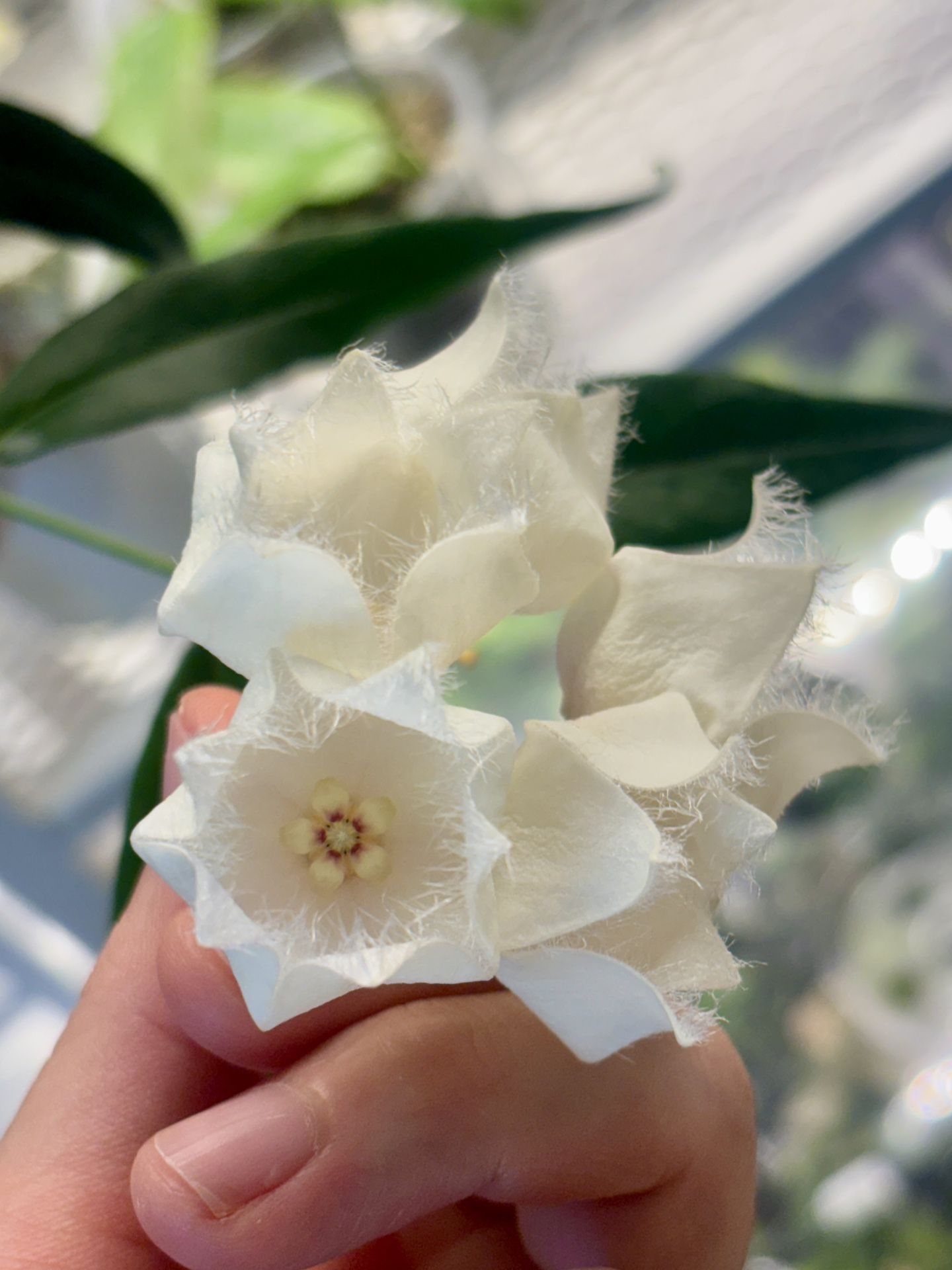 Hoya Paradisea