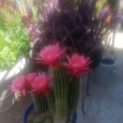 Flower Cactus 