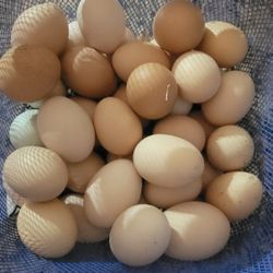 Eggs 