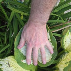 Large Hosta plants, read full description!!!