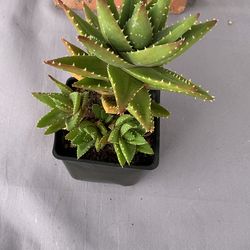 Plants succulent agave aloe flame free