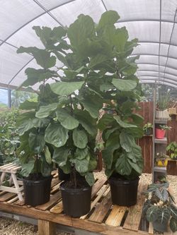 Fiddle Leaf / Ficus Lyrata 9’ Tall