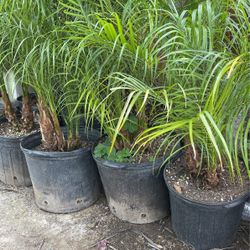 Pygmy Palm$$$ 55 each