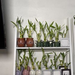 Small Bamboo Plants With Pots ($5 each )