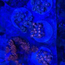 Fake Goni Coral Aquatic 