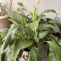 3 Beautiful Indoor Peace Lily Plant – Healthy & Flowering
