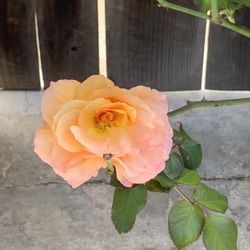 $25 Each Maui Sunset Beautiful Yellow Orange Color Rose Roses Flowers Flower Live Plants