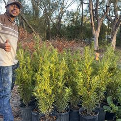 I have 100 Podocarpus 3 gallon 2-3 feet tall
