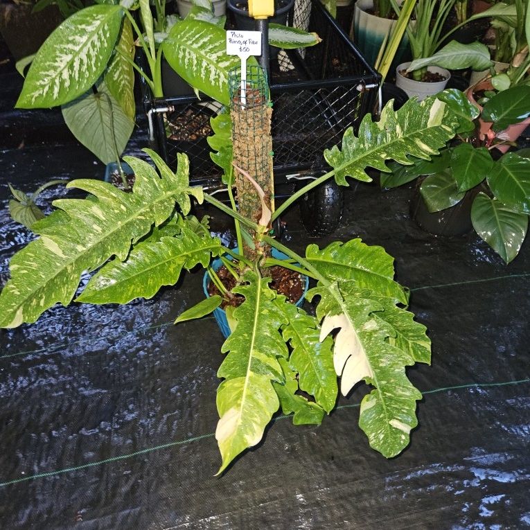 indoor plants liquid fertilizer Houseplant Fertilizer – The Groovy Plants Ranch LLC