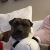 Stevie Butger