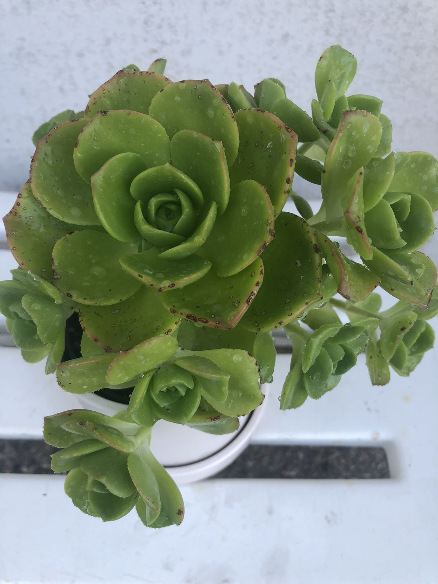 Beautiful Plant In A Ceramic Pot