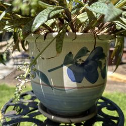 Ledebouria Plant In Ceramic Flower Pot