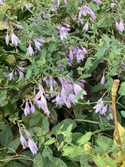 Purple Bloom Hostas Perennial