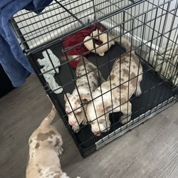 Dog Crate 