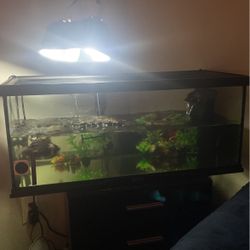 20 Gallon Tank With Lid