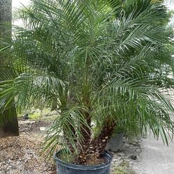 Rubeline Palm - 25gl
