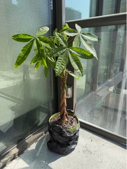 money tree