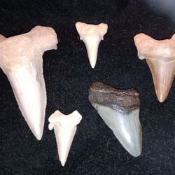 Old Shark Teeth