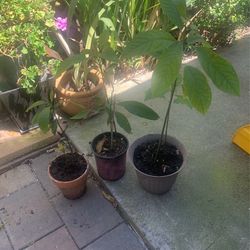 Avocado Trees $8 Each 