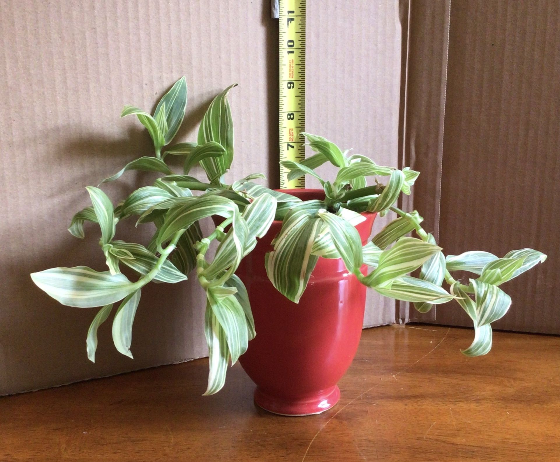 White INCH Houseplant In CERAMIC 