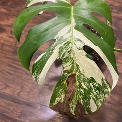 Variegated Monstera Albo ( Pls Read Description Below)