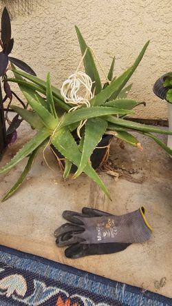 Potted Plants For Sale