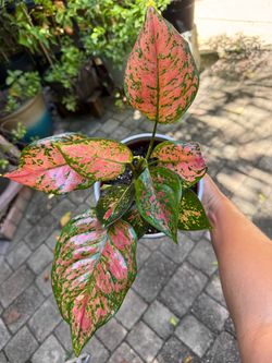 Aglaonema Lady valentine .