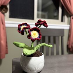 Planta Suculenta De Crochet 
