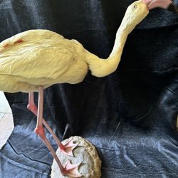 Taxidermy Vintage Flamingo 