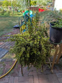 Living art work that cleans the air, Elephant bush, snake plants and Aloe all in different sizes available up to $200 for the big ones
