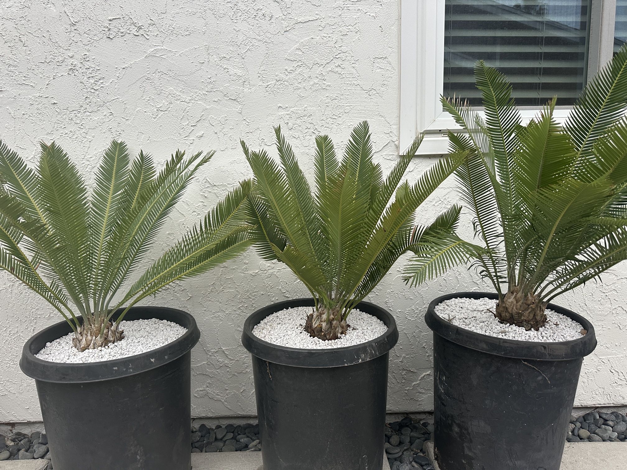 Cycads Dioon edule Varieties 4 5” Caudex 20 Years Old