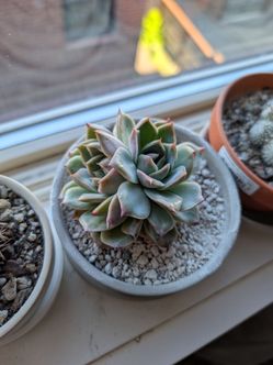 Echeveria "Dior"