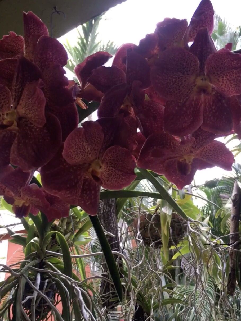Giant vanda orchid with bloom spike pix r previous blooms