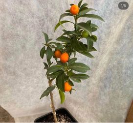 Kumquat Fruit Trees / Árboles De Naranjas Pequeñas $50 each