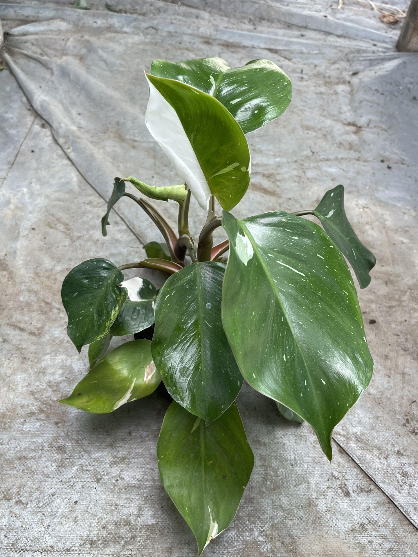 6” white knight philodendron