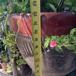 Plant In A Terra Cota Pot