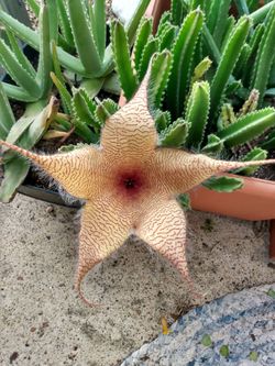 Stapelia 🪷 Gigantea