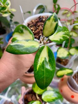 Hoya Verticillata inner variegated