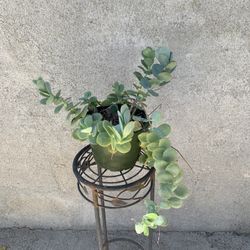 Mariner’s Kalanchoe Plant