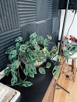 Medium Potted Monstera Adansonii (vine)