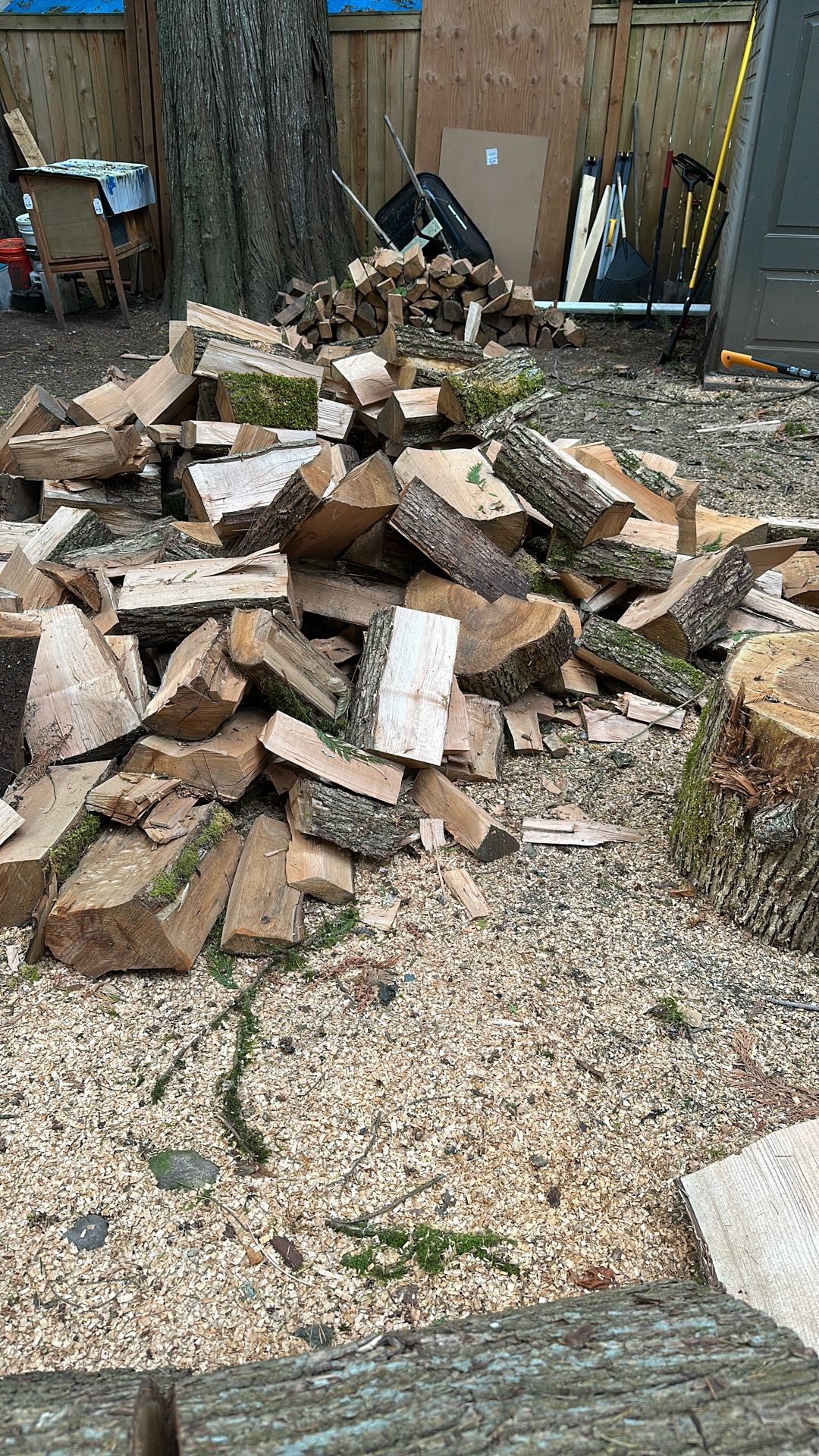 Free Fire wood (maple)