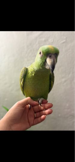 Limpio