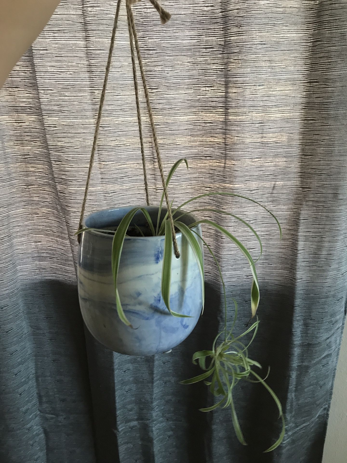 Spider plant/hanging pot