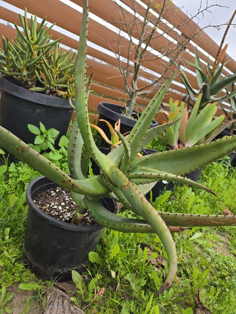 Aloe Excelsa