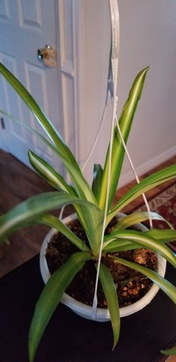 Spider Plants: How to Grow and Care for Spider Plants