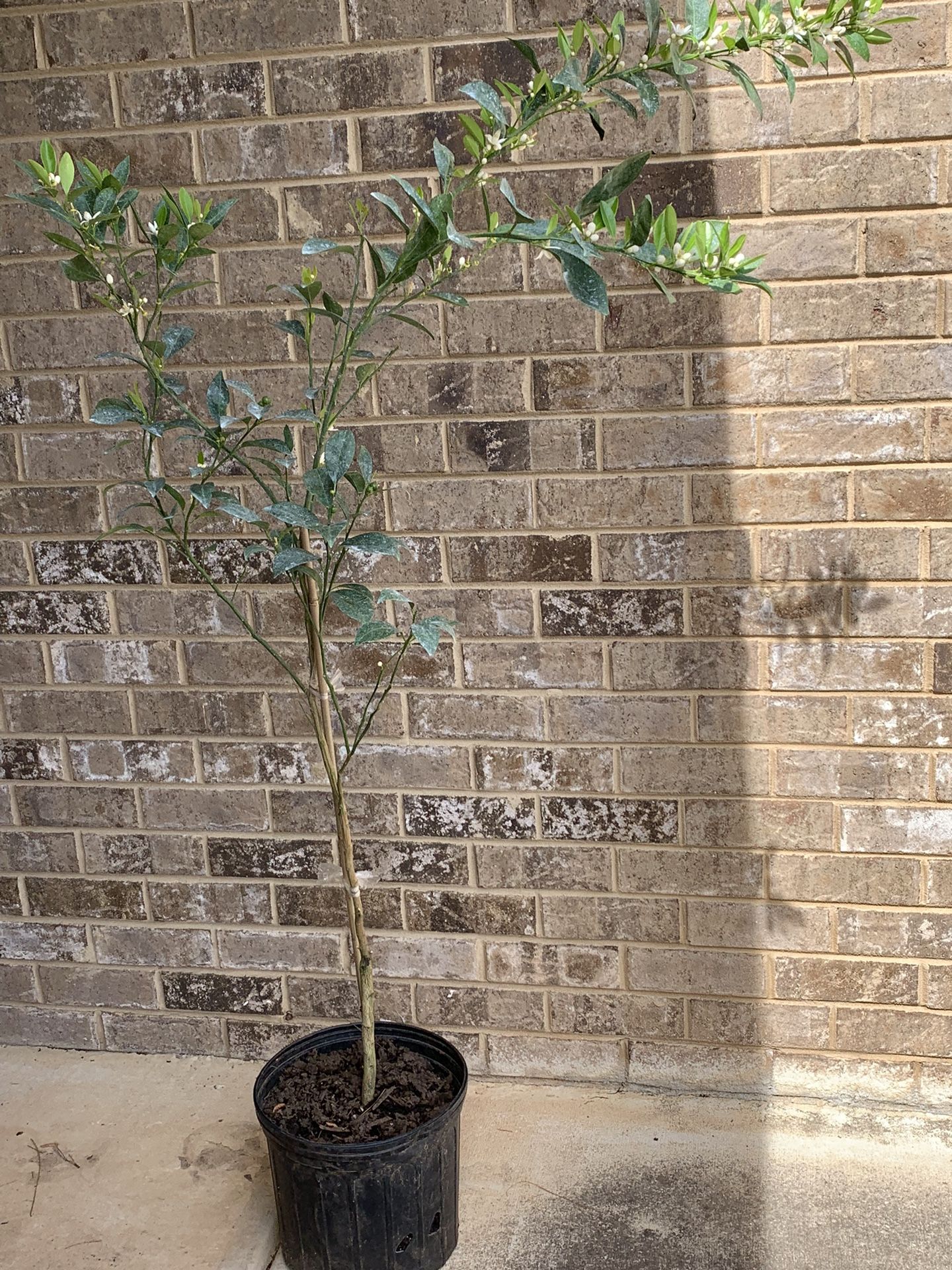 Tangerine Tree Fruiting