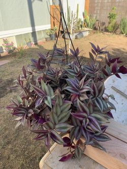 Out door plant