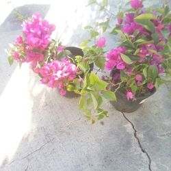 2 Bougainvillia